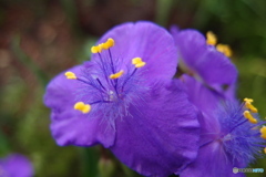 道端に咲く花
