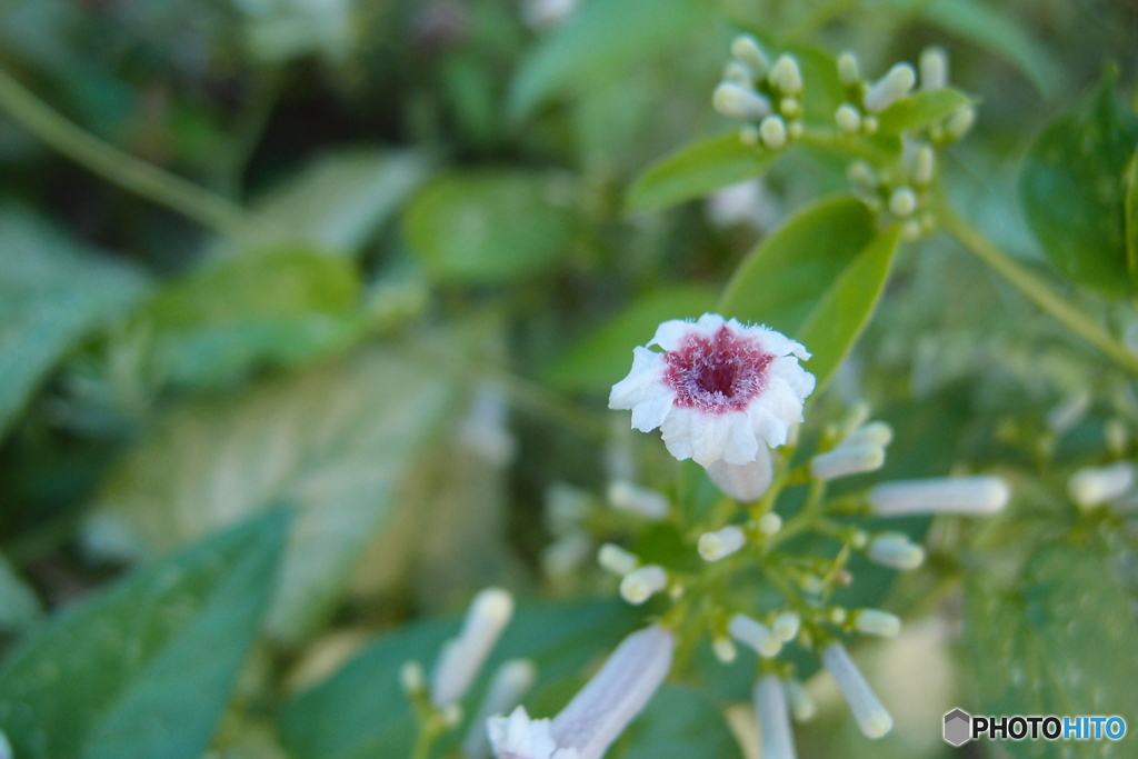 道端に咲く花