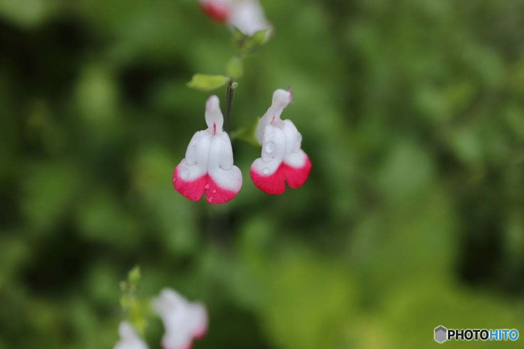道端に咲く花