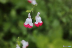 道端に咲く花