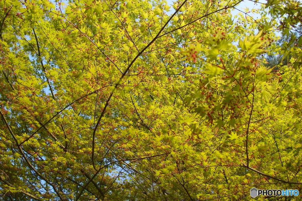 春紅葉