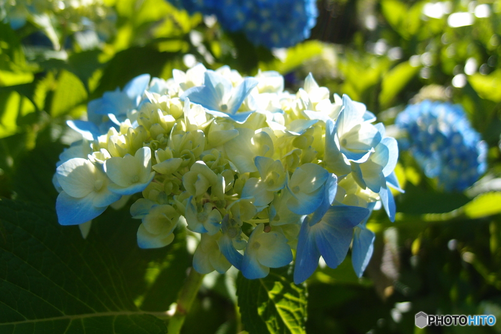 道端に咲く花