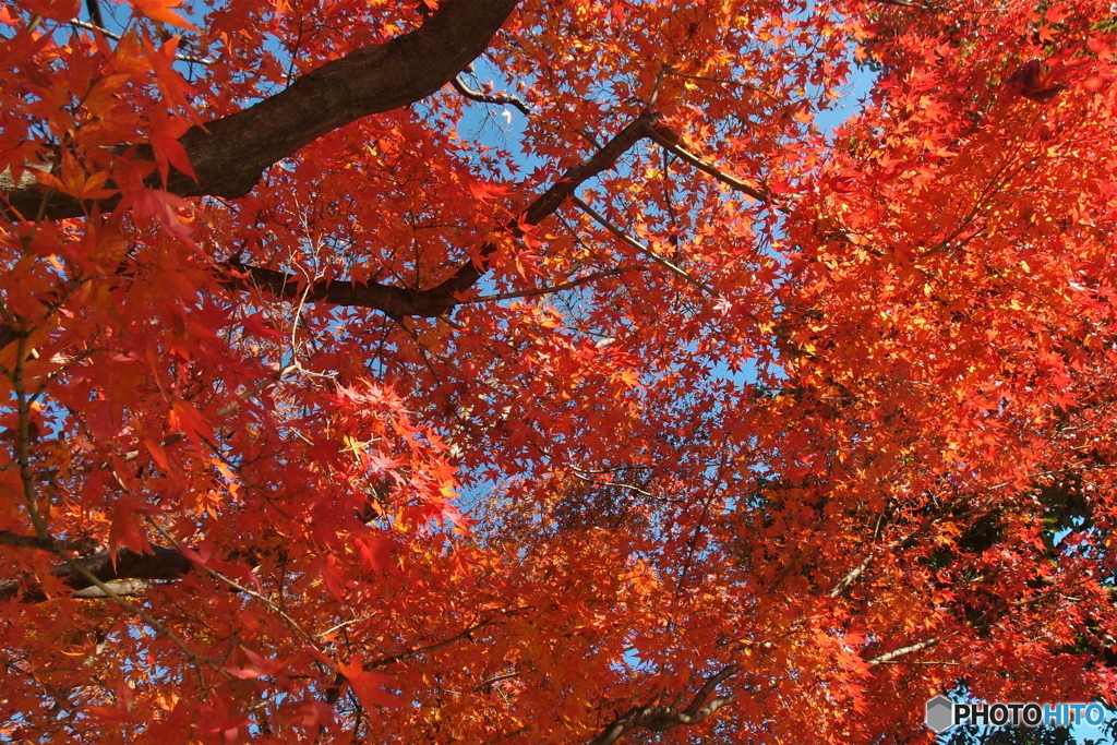 紅葉