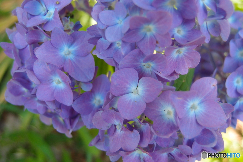 道端に咲く花