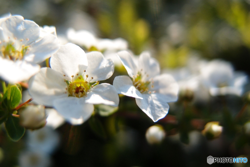 道端に咲く花