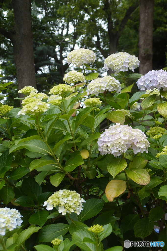 道端に咲く花