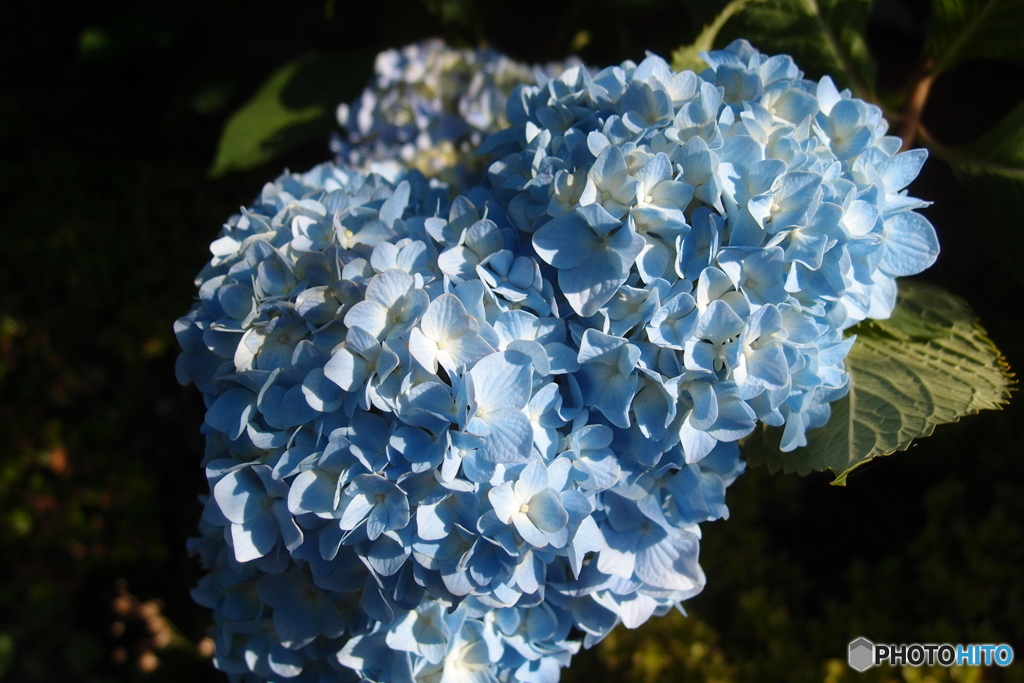 道端に咲く花