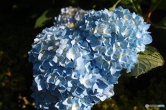 道端に咲く花