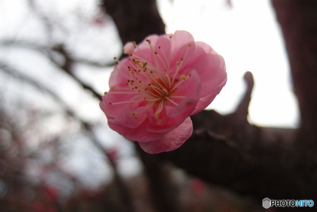 紅梅