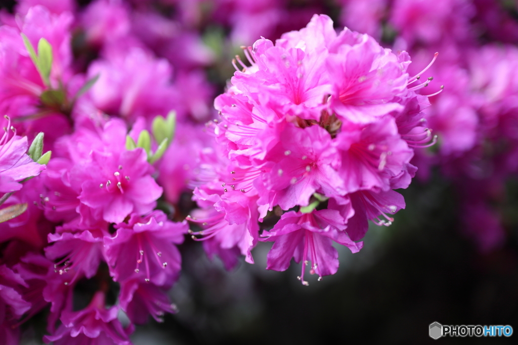 道端に咲く花
