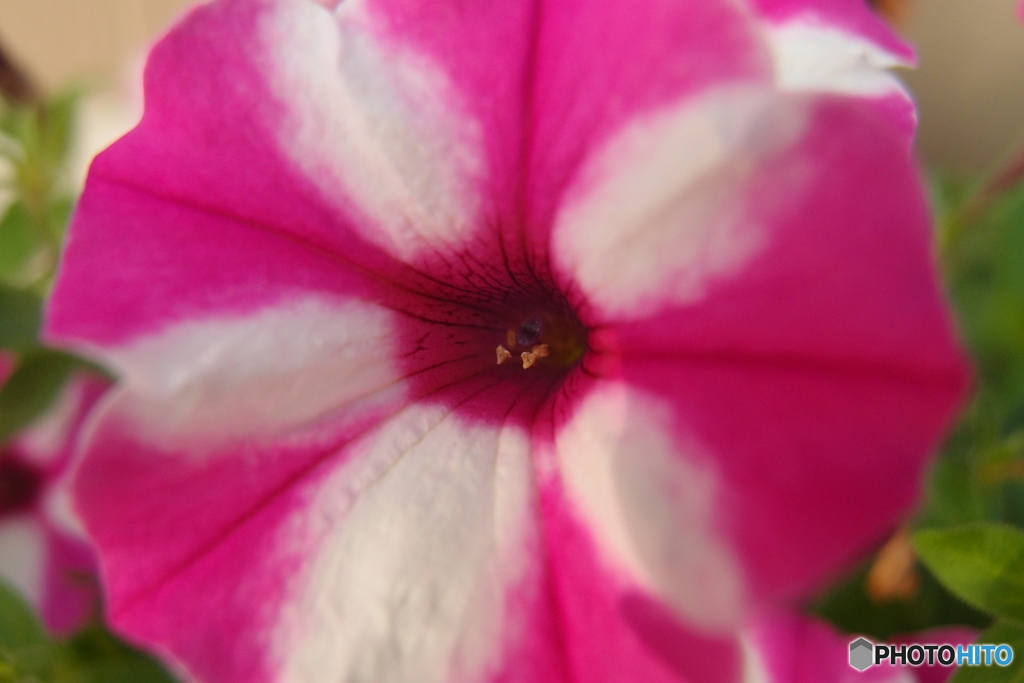 道端に咲く花