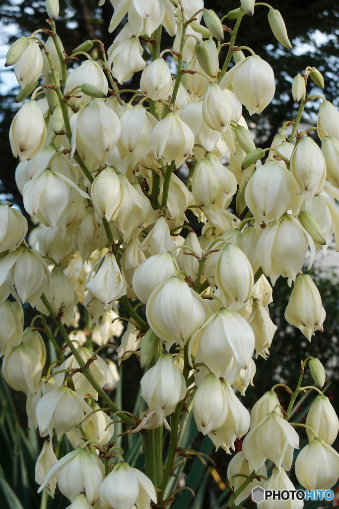 道端に咲く花