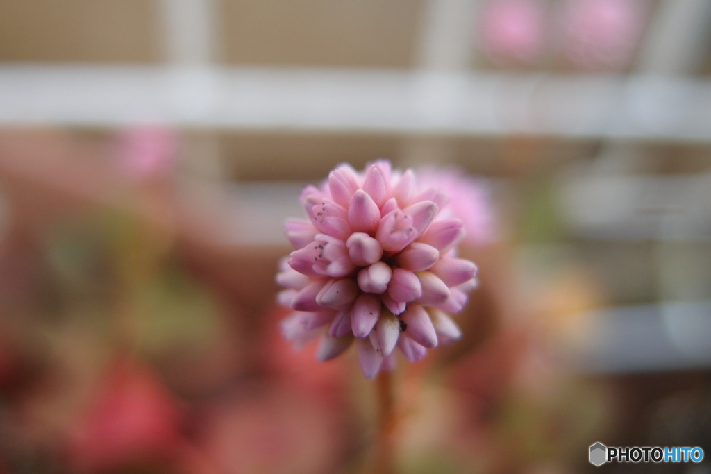 道端に咲く花