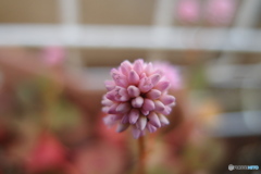 道端に咲く花