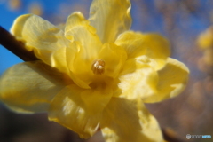 道端に咲く花
