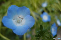 道端に咲く花