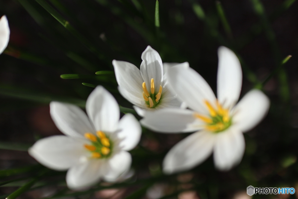 道端に咲く花
