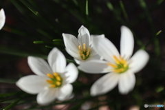 道端に咲く花 道端に咲く花