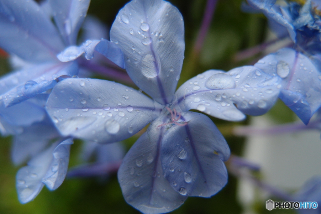 道端に咲く花