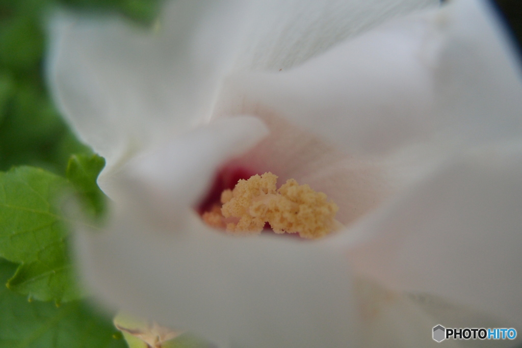 道端に咲く花
