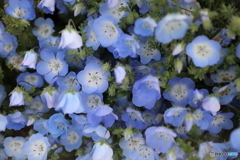 道端に咲く花
