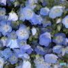 道端に咲く花