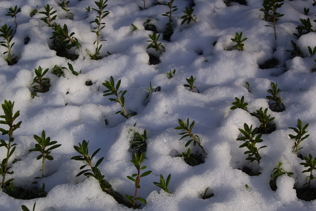 積雪