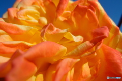 道端に咲く花