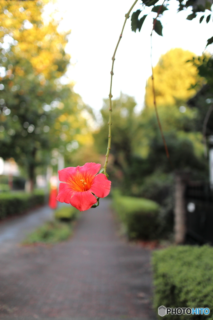 道端に咲く花