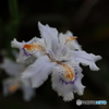 道端に咲く花