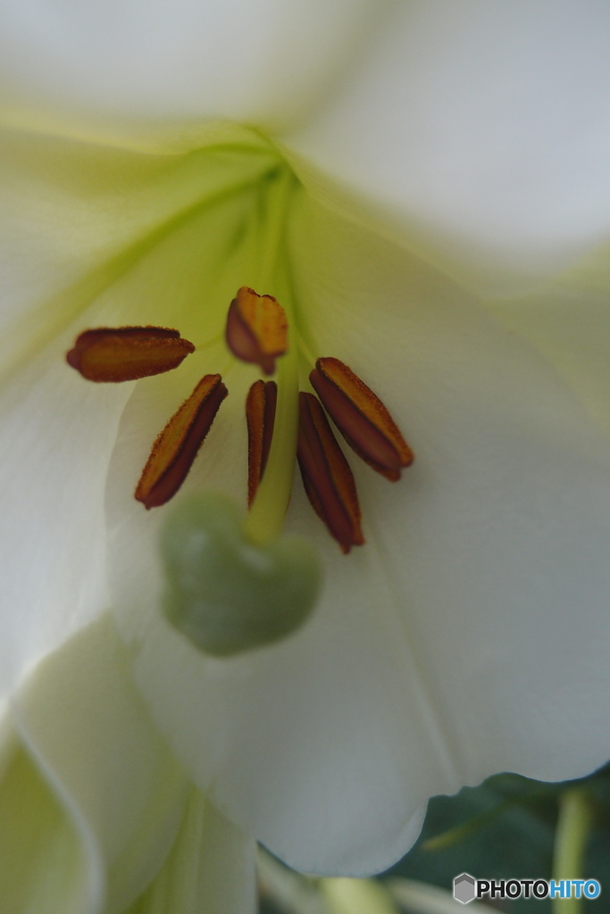 道端に咲く花