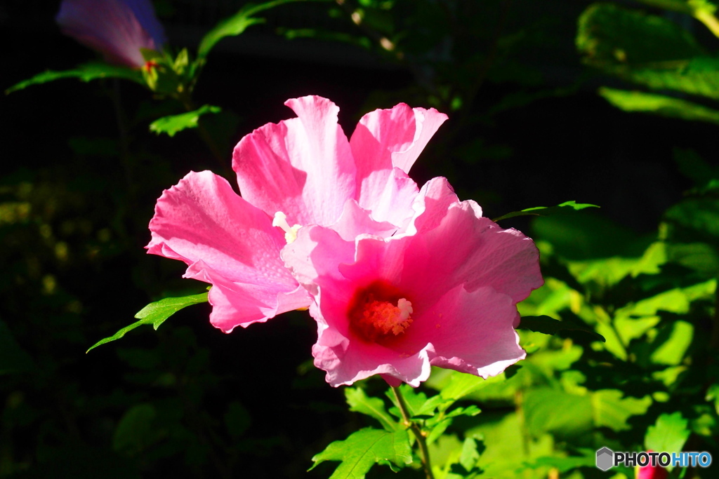 道端に咲く花