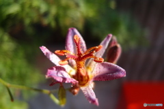 道端に咲く花
