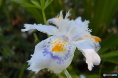 道端に咲く花