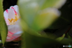 道端に咲く花