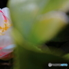 道端に咲く花
