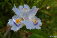 道端に咲く花