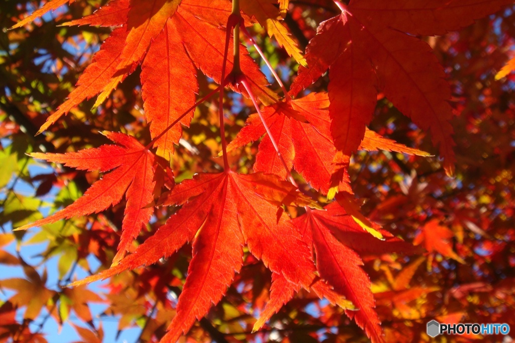 紅葉