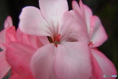 道端に咲く花