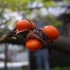 こぶしの実
