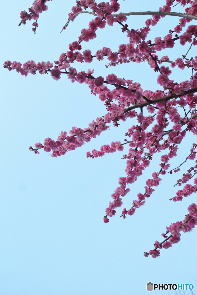 道端に咲く花