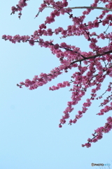 道端に咲く花