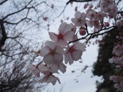 桜
