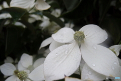 道端に咲く花