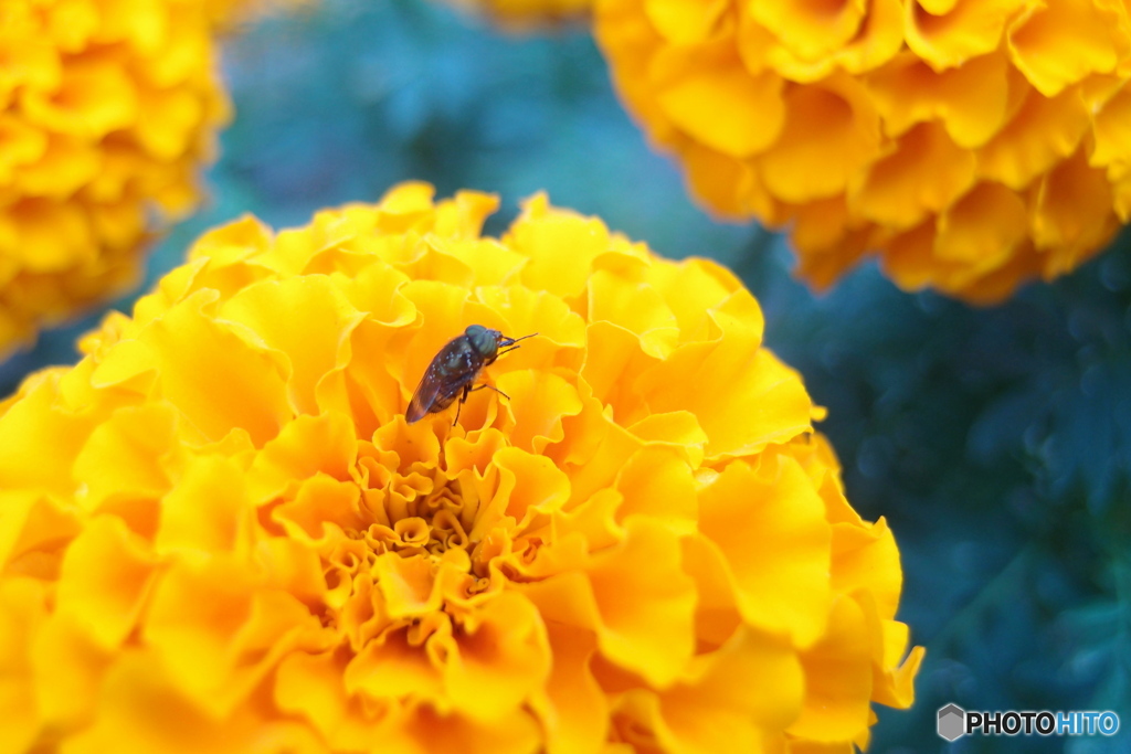 道端に咲く花