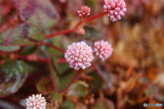 道端に咲く花