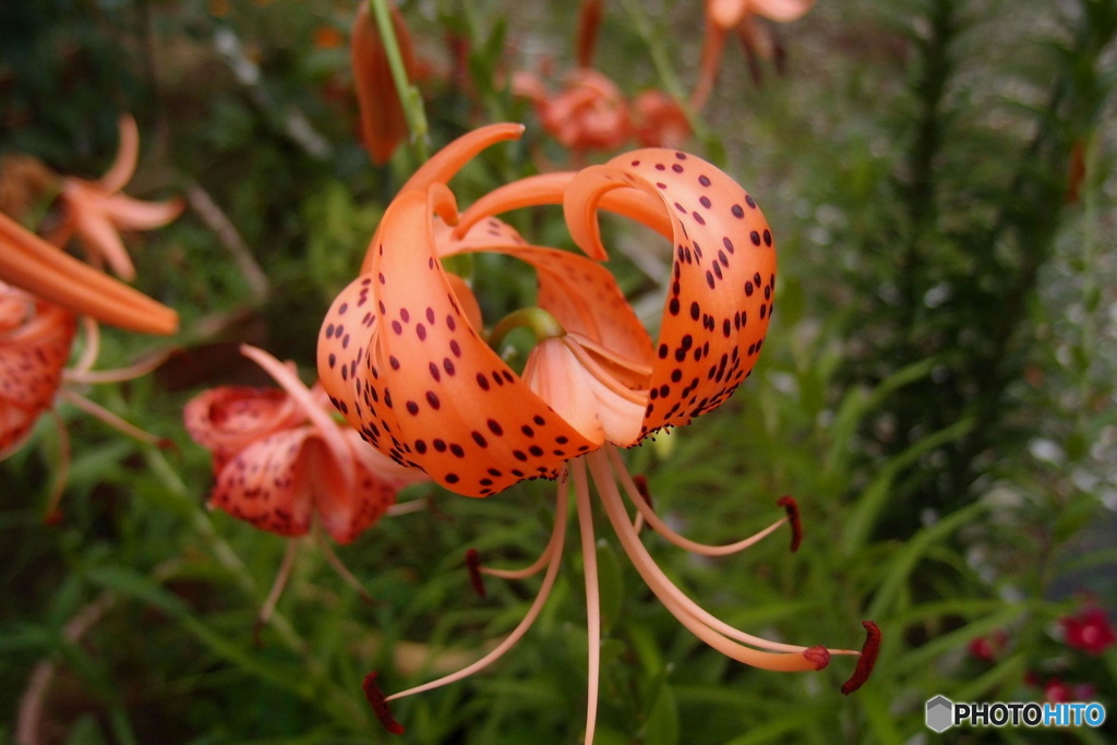 道端に咲く花