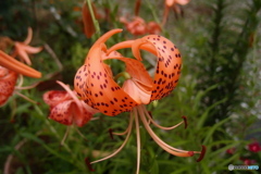 道端に咲く花