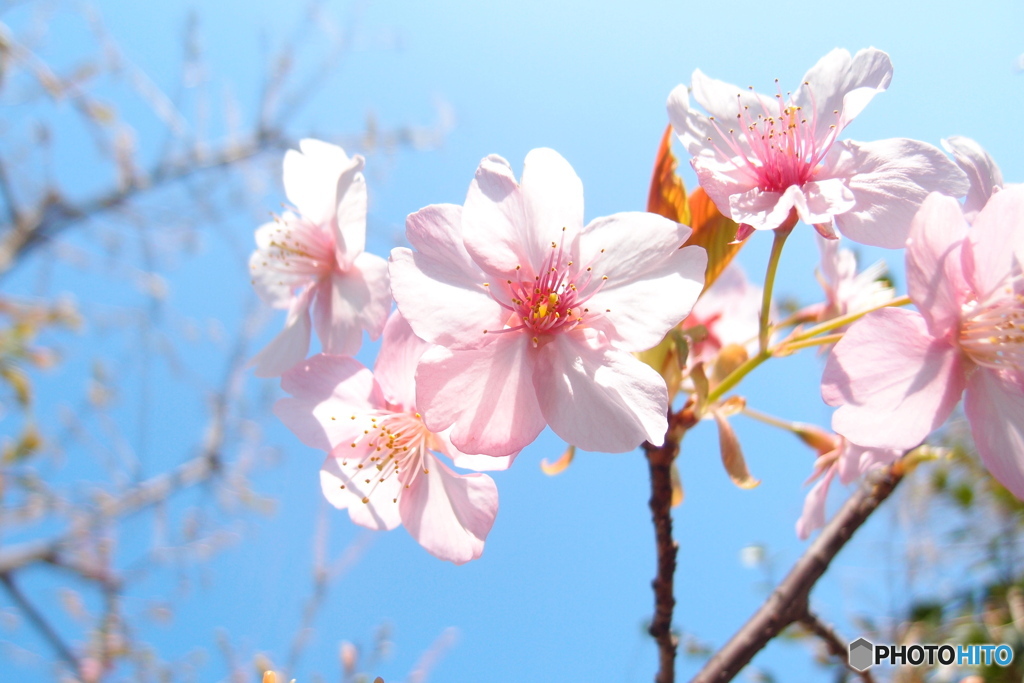 道端に咲く花
