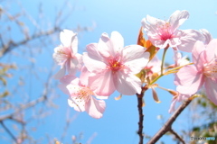 道端に咲く花